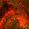 Click to read this material