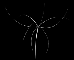 Spiderplant Render Tutorial: Final Result