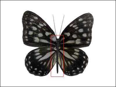 animated butterfly clipart. Now the wings animation.