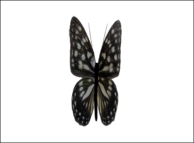 Butterfly Wings Animation