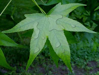 Water Drops