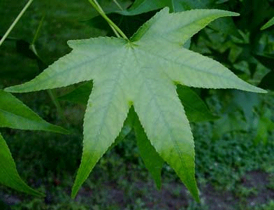 Water+droplets+on+leaf