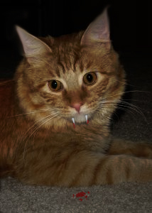 Evil Cat Tutorial: Final Result