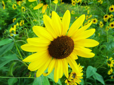 Sunshine