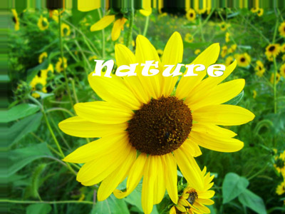 Displace Text