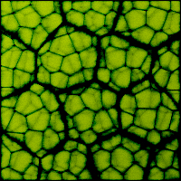 Leaf Texture Tutorial: Final Result