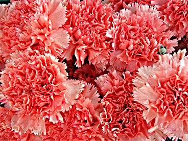 Sharpening Picture Tutorial: Final Result
