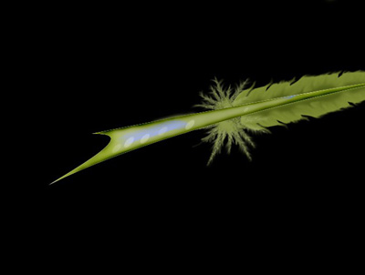 Feather Fur