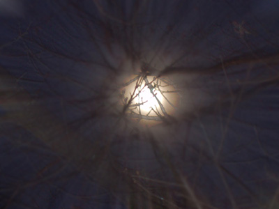Focal Point Tutorial: Final Result (Click to enlarge)
