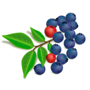 Blueberry Tutorial: Final Result