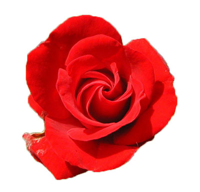 rose flower drawing. Insert the flower on the