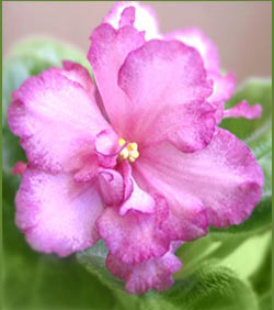 image 23