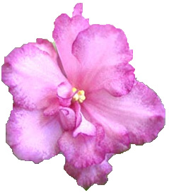 image 26