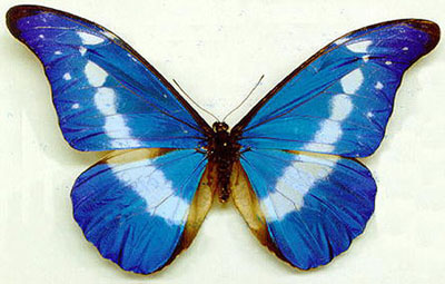 image 38