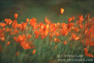 California Poppies Tutorial: Final Result