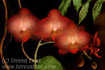 Orchids Tutorial: Final Result