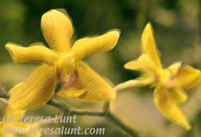 Hawaiian Orchids Tutorial: Final Result