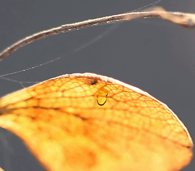 Autumn Droop Tutorial: Final Result