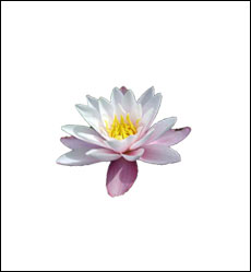 image 32