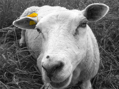 Adding Color to a Black and White Photo Tutorial: Final Result