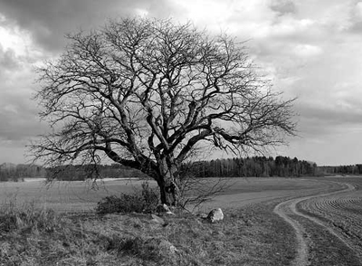 Make a Photograph Black and White in Photoshop CS3 Tutorial: Final Result