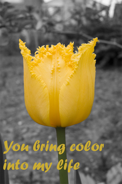 Emphasizing Color Tutorial: Final Result