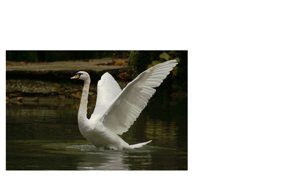 Creating a 'Swan Bride' - Fun With Paths! image 1