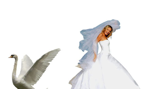 Creating a 'Swan Bride' - Fun With Paths! image 3