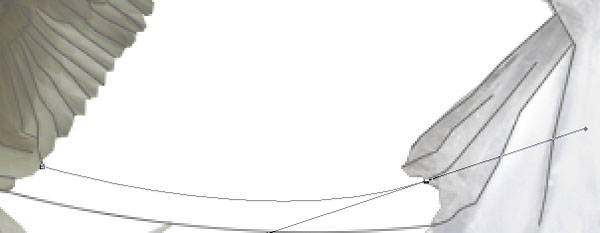 Creating a 'Swan Bride' - Fun With Paths! image 12
