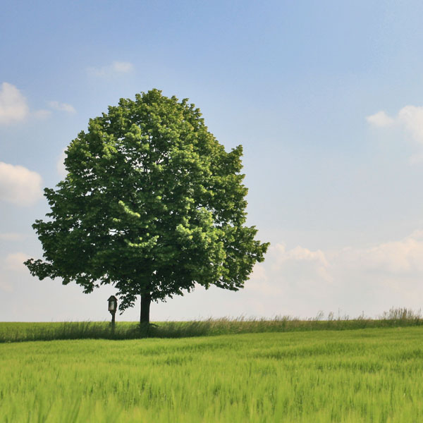 Create a Magical Image using Photo Manipulation image 1
