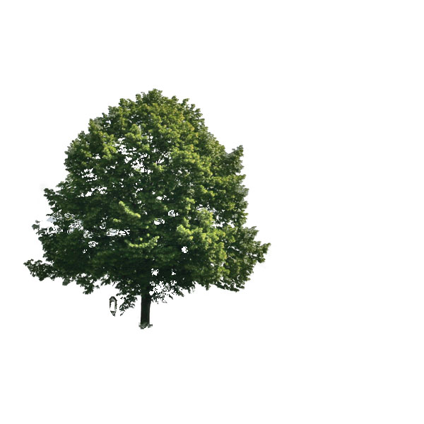 Create a Magical Image using Photo Manipulation image 4