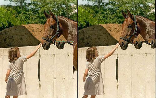 The Amazing Dissapearing Horse image 2