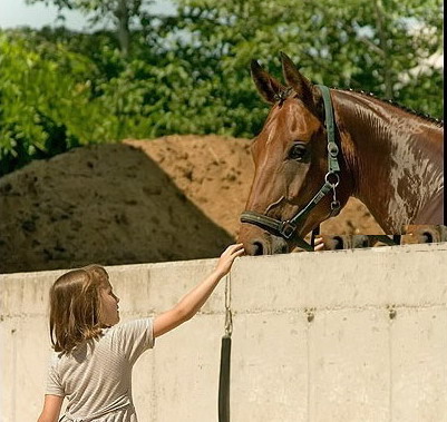 The Amazing Dissapearing Horse image 3
