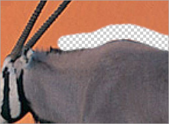 Types of Extraction in Photoshop image 3