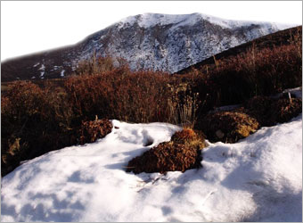 Creating your own Fairytale Scene image 2