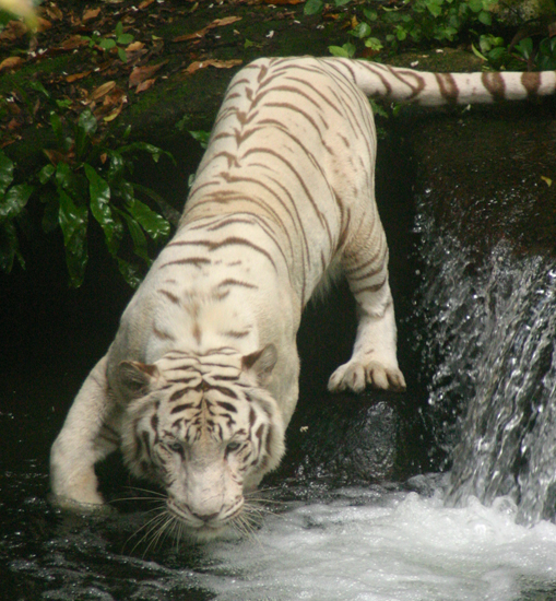 wallpaper tiger white. of White Tiger that I took