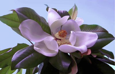 Changing Color with Selective Colors image 5