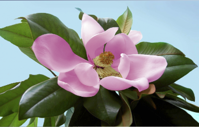 Change Color with Hue/Saturation Tutorial: Final Result