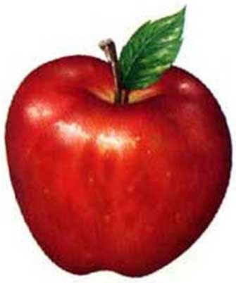 Apple on We Drew The Apple  It Does Not Have To Be Equal  And The Colors That