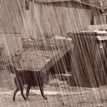 Rain Effects image 5