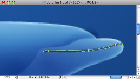 Dolphins image 11