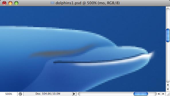 Dolphins image 12
