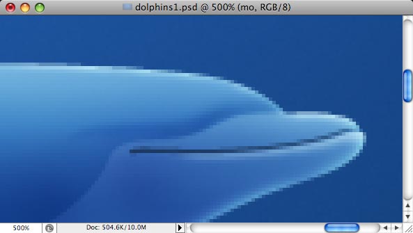 Dolphins image 13