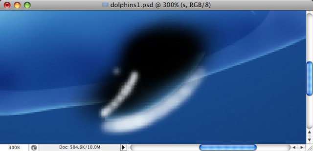 Dolphins image 17