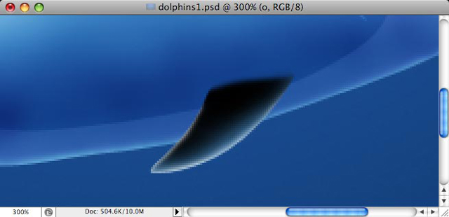 Dolphins image 18