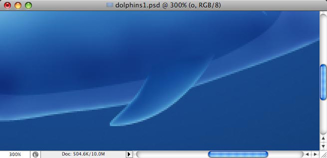 Dolphins image 19