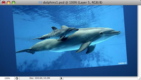 Dolphins image 2