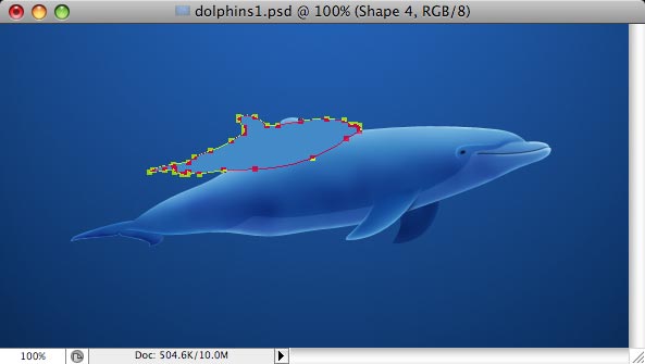 Dolphins image 22