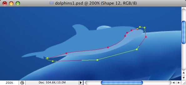 Dolphins image 23