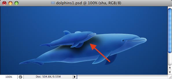 Dolphins image 29